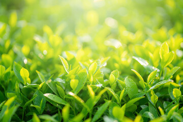 Green tea buds and leaves at early morning on plantation