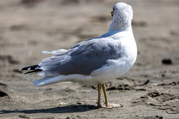 Seagull on the beach 