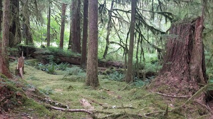 trees in the forest