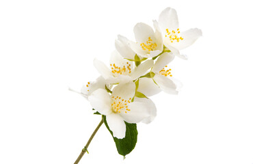 Naklejka na ściany i meble branch with jasmine flowers isolated