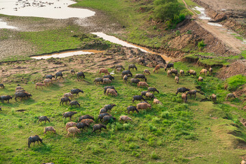 Herd of buffalo grazing next to the Red river, in Hanoi, Vietnam