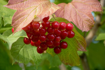 Red viburnum berries on a branch with green and orange leaves. Autumn berries. 