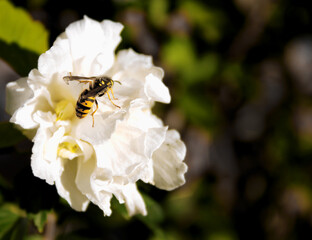 wild bee on a white hibiscus flower