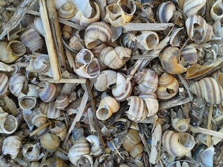 shells in the market