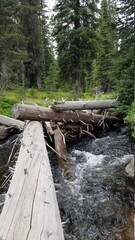 Fototapeta premium river in the woods