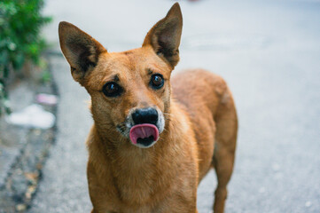 Portrait of beautiful street dog lick its lips