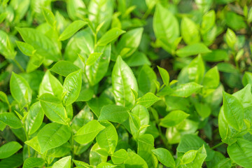 Fresh green tea leaves and buds in a tea plantation in morning