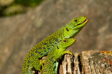 Lagarto ocelado (Timon lepidus), pareja sobre el tronco tomando el sol.