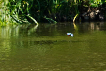 Obraz na płótnie Canvas common kingfisher in flight