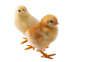 little chicken isolated
