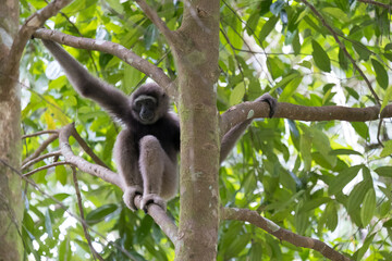 Borneo Gibbon
