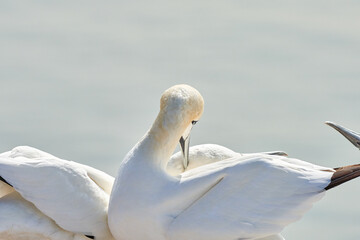 In soft light, two Northern Gannets heads welcome after landing