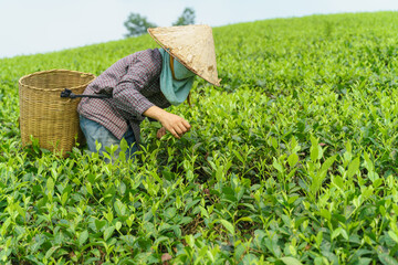 Tea plantation with Vietnamese woman picking tea leaves and buds in early morning