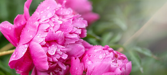 Obraz premium Flower background. Pink peonies in the garden with water drops. Horizontal banner