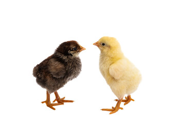 little chicken isolated