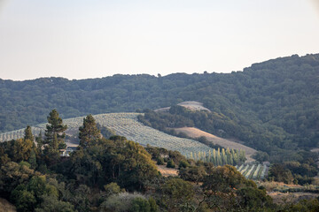 Vineyard landscape in mountains