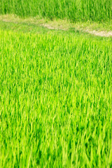 夏の田んぼ