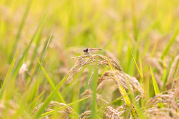 稲穂とトンボ