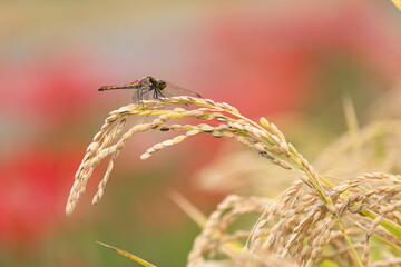 稲穂とトンボ