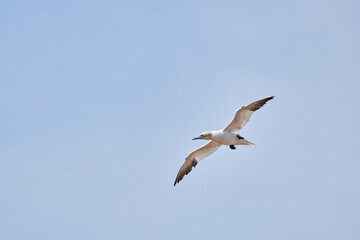 A single white and yellow gannets flies through the blue sky. The Northern Gannet has a wide wing span, a long neck and beak