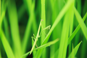 カマキリ
