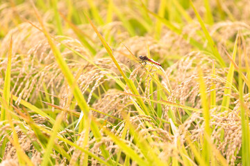 稲穂とトンボ © imacoconut