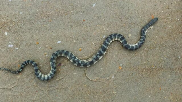 Amazing 4K wildlife video of sea snake Enhydrina schistosa aka beaked or hook-nosed snake, in concertina motion on beach, it is moving its body completely from head to tail as its crawl on beach sand.