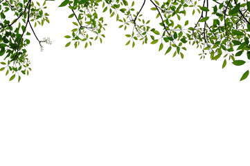 Obraz na płótnie Canvas green leaves frame isolated on white background