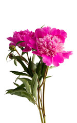 Fototapeta na wymiar bouquet of peonies isolated