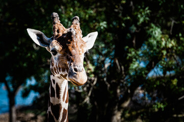 Portrait d'une girafe réticulée avec une tête marrante