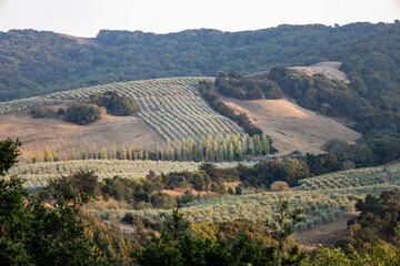 Fototapeta na wymiar view of the countryside vineyards