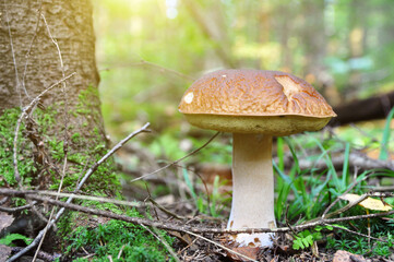 White mushroom in the forest. Mushroom season.