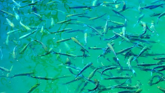 Flock of mullet fish on the surface of the water swallow the air. 4K. Slow motion