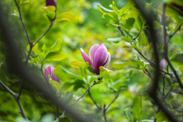 Nice pink magnolia tree flowers spring sunny day nature awakening