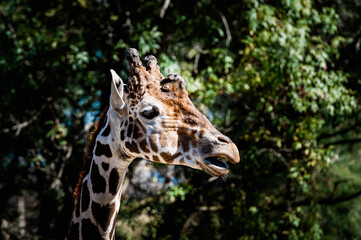 Portrait d'une girafe réticulée avec une tête marrante