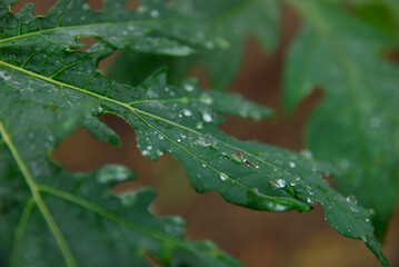 raindrops on green leaves