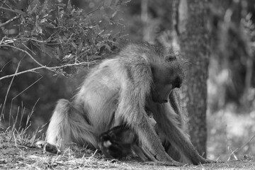 mother and baby baboon