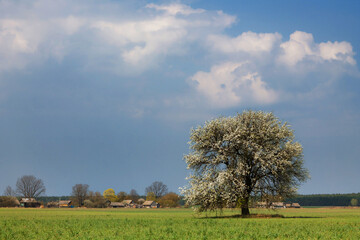 lonely flowering tree in a field against a blue sky