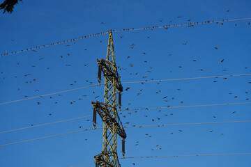 seasonal bird migration meets electricity