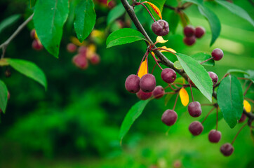 Juicy and healthy wild berry.