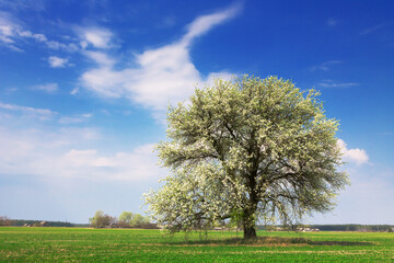 Naklejka premium lonely flowering tree in a field against a blue sky