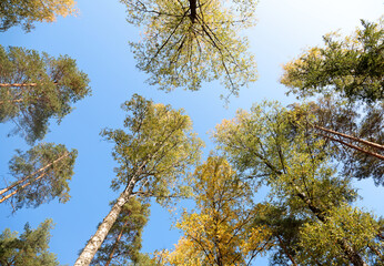 Autumnal trees against the light blue sky