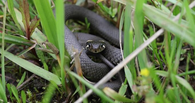Closeup of small grass snake in natural habitat in defend pose, Natrix natrix, european wildlife, Czech Republic