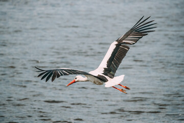 Adult European White Stork Flies Above Surface Of River With Its Wings Spread Out