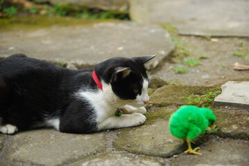 a domestic cat playing with chicks