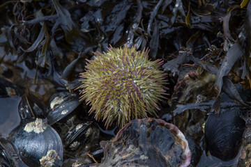 Strand-Seeigel (Psammechinus miliaris)
