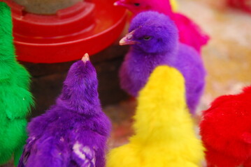 Fototapeta na wymiar colorful chicks inside the cage