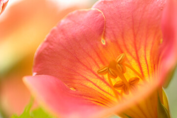 ノーゼンカズラ