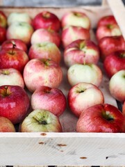 red apples harvest close up