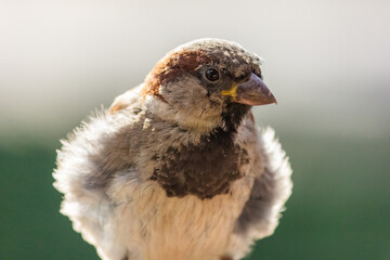 Obraz premium Male house sparrow. This bird is found in Europe and Asia. The bird is basking in the sun.